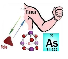 Mutuelle entreprise maladies professionnelles dues à l’arsenic et ses dérivés : cancer de la peau et du foie