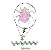 Mutuelle entreprise les maladies professionnelles dues à la spirochétose : encéphalomyélite- dermite-arthrite