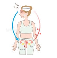 Comprendre la ménopause : âge, symptômes et assurances